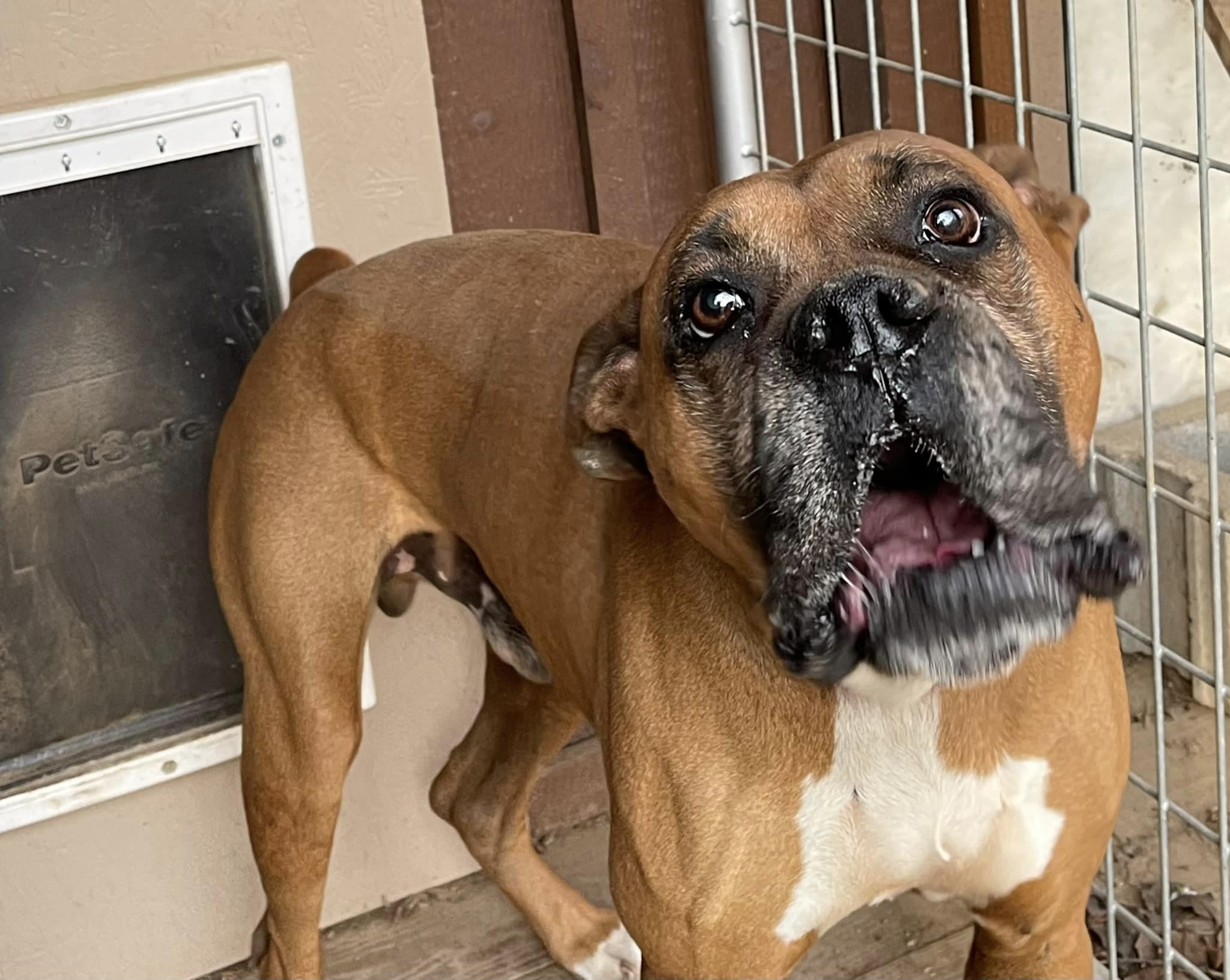 Enlarge Hank, a Adoptable Boxer in Roachdale, IN image 2/3