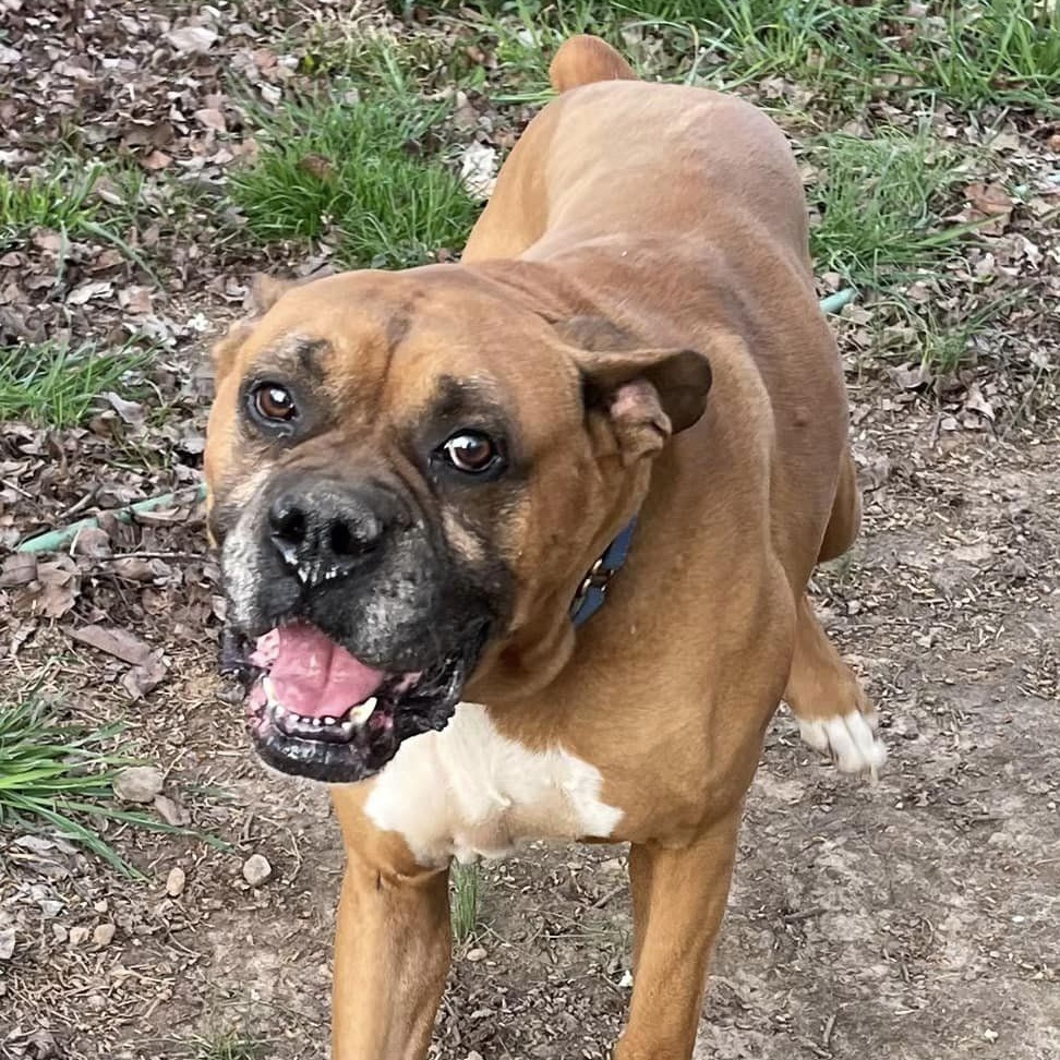 Enlarge Hank, a Adoptable Boxer in Roachdale, IN image 3/3