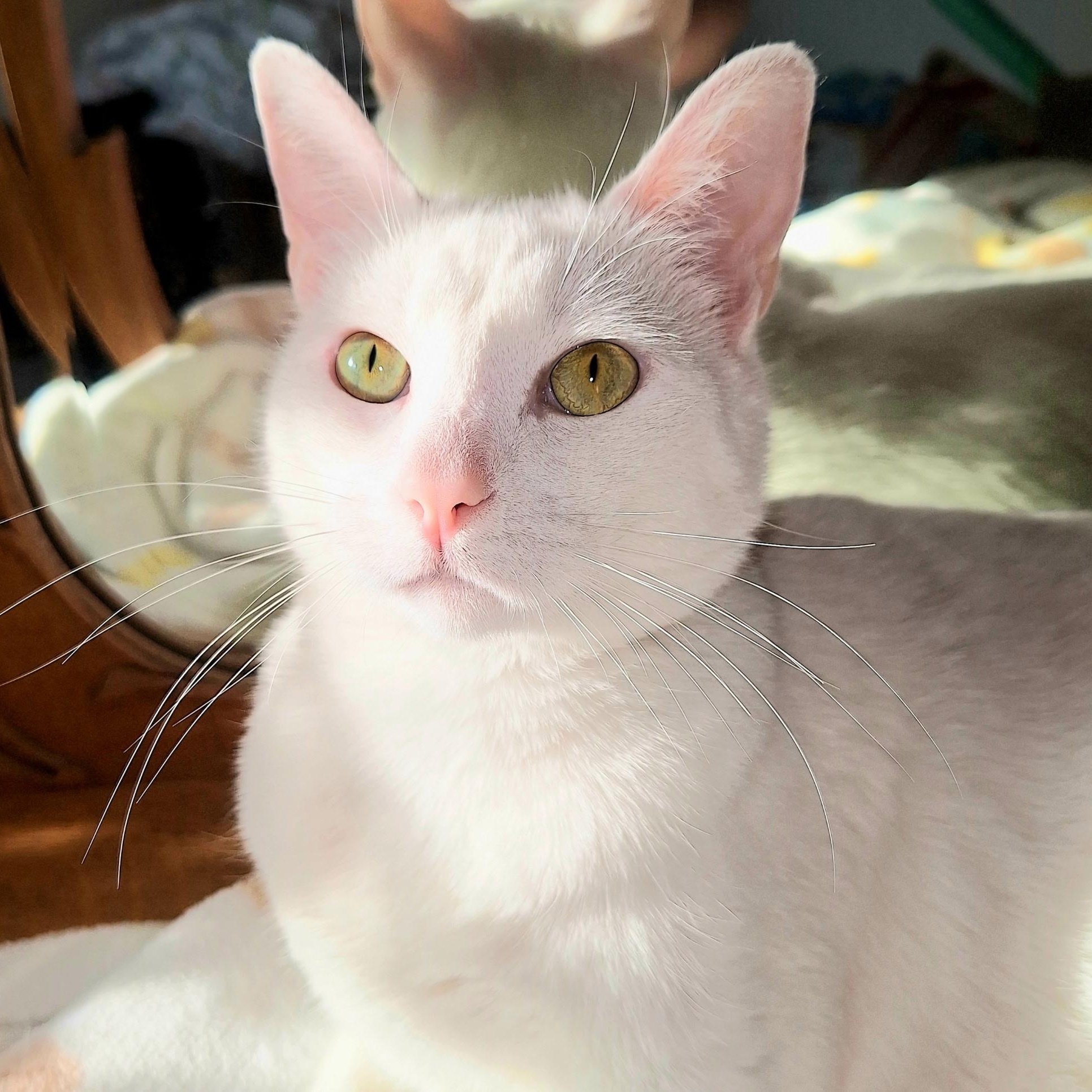 Enlarge Phoenix, a Adoptable Domestic Short Hair in Sacramento, CA image 1/6