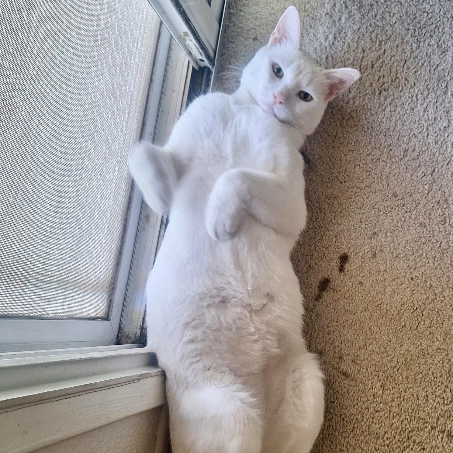 Phoenix, Adoptable, Adult Male Domestic Short Hair.