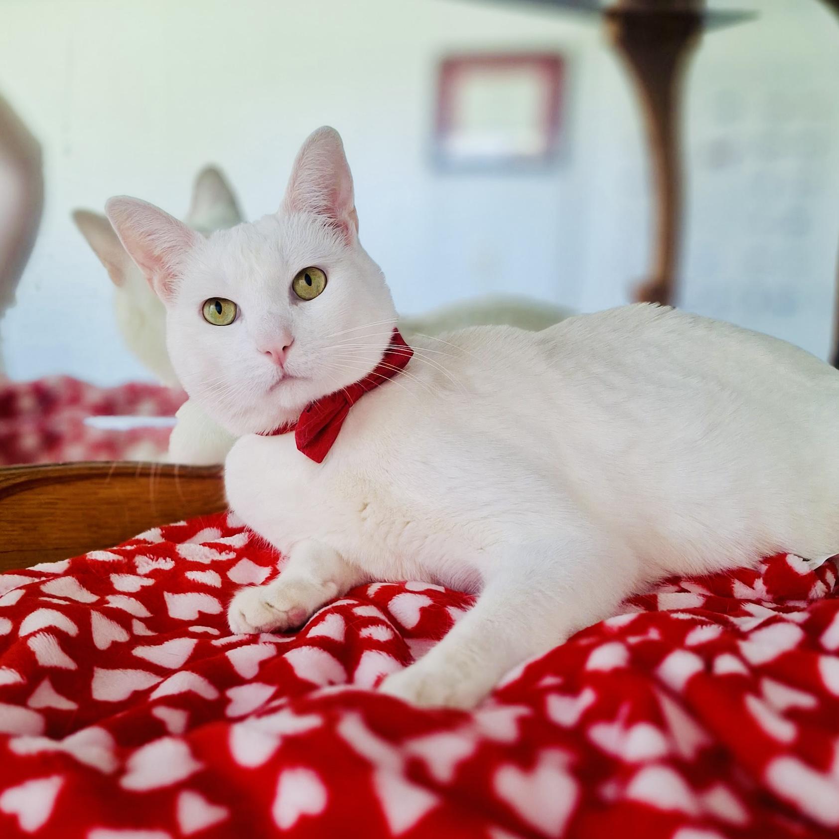 Enlarge Phoenix, a Adoptable Domestic Short Hair in Sacramento, CA image 1/6
