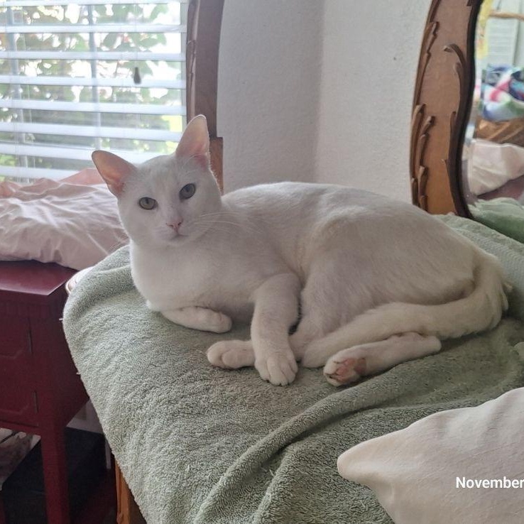 Phoenix, a Adoptable Domestic Short Hair in Sacramento, CA image 4/6