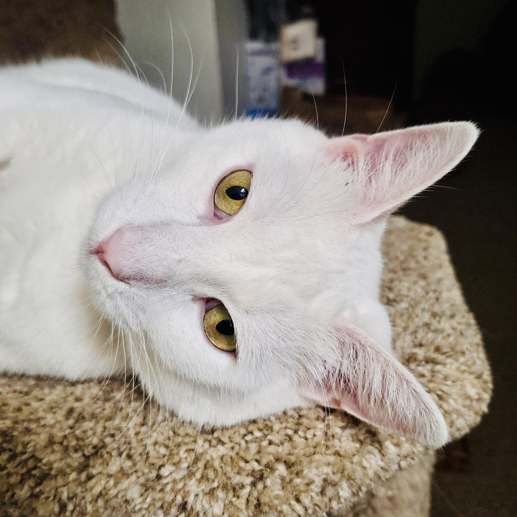 Phoenix, a Adoptable Domestic Short Hair in Sacramento, CA image 1/6