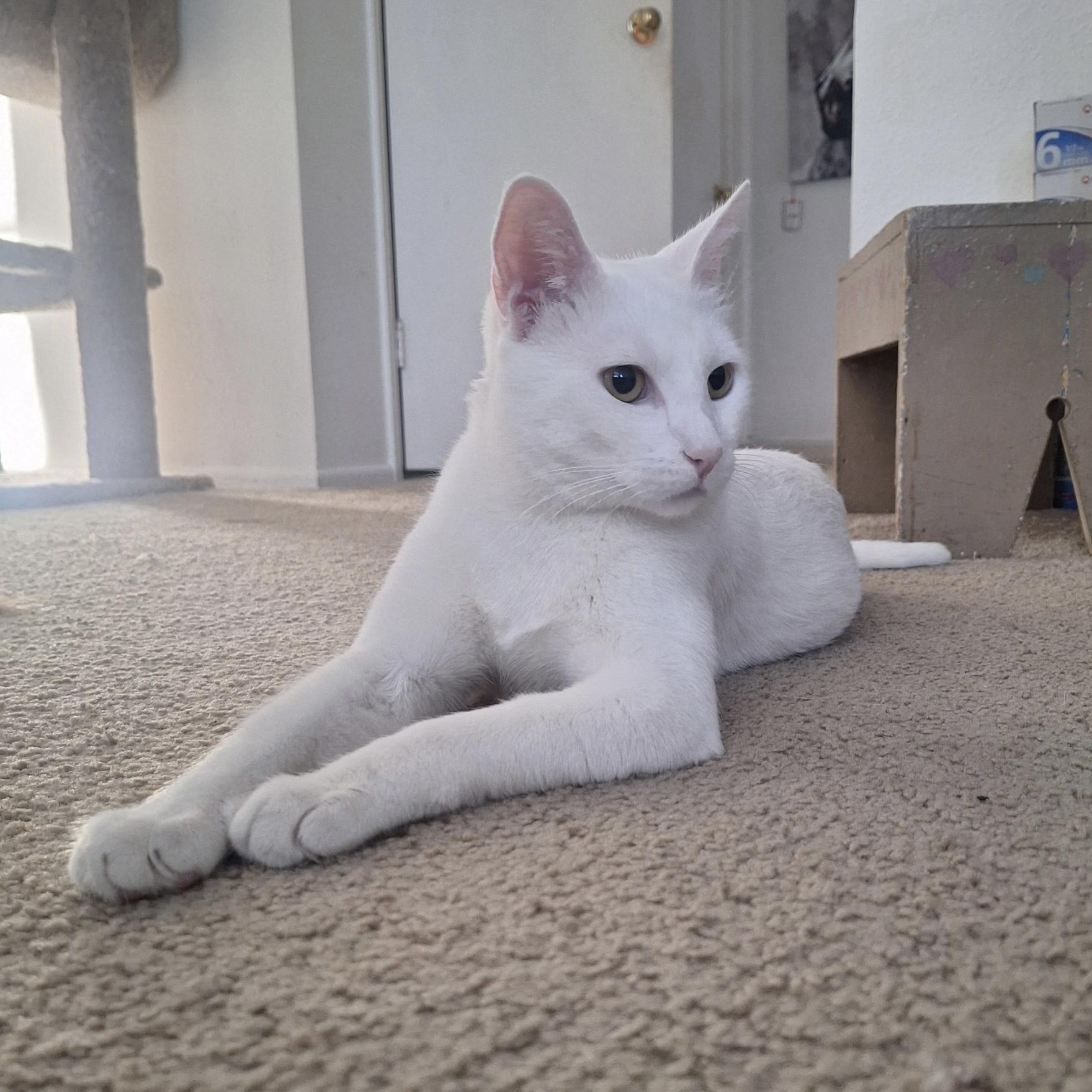 Phoenix, a Adoptable Domestic Short Hair in Sacramento, CA image 3/6