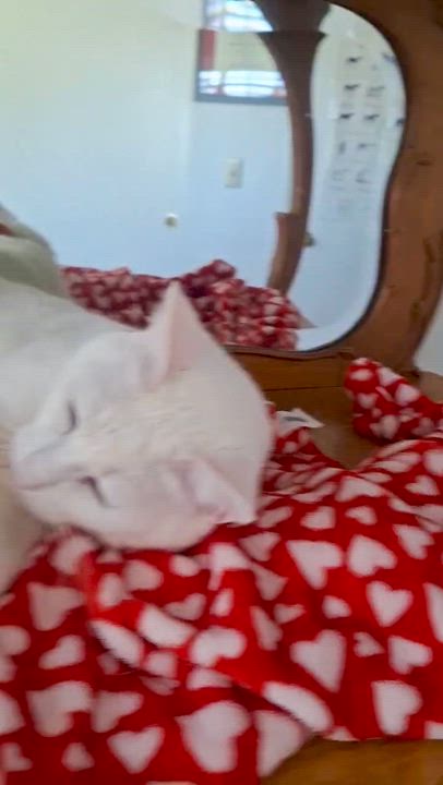 Enlarge Phoenix, a Adoptable Domestic Short Hair in Sacramento, CA video 6/6