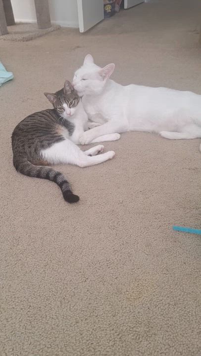 Enlarge Phoenix, a Adoptable Domestic Short Hair in Sacramento, CA video 5/6