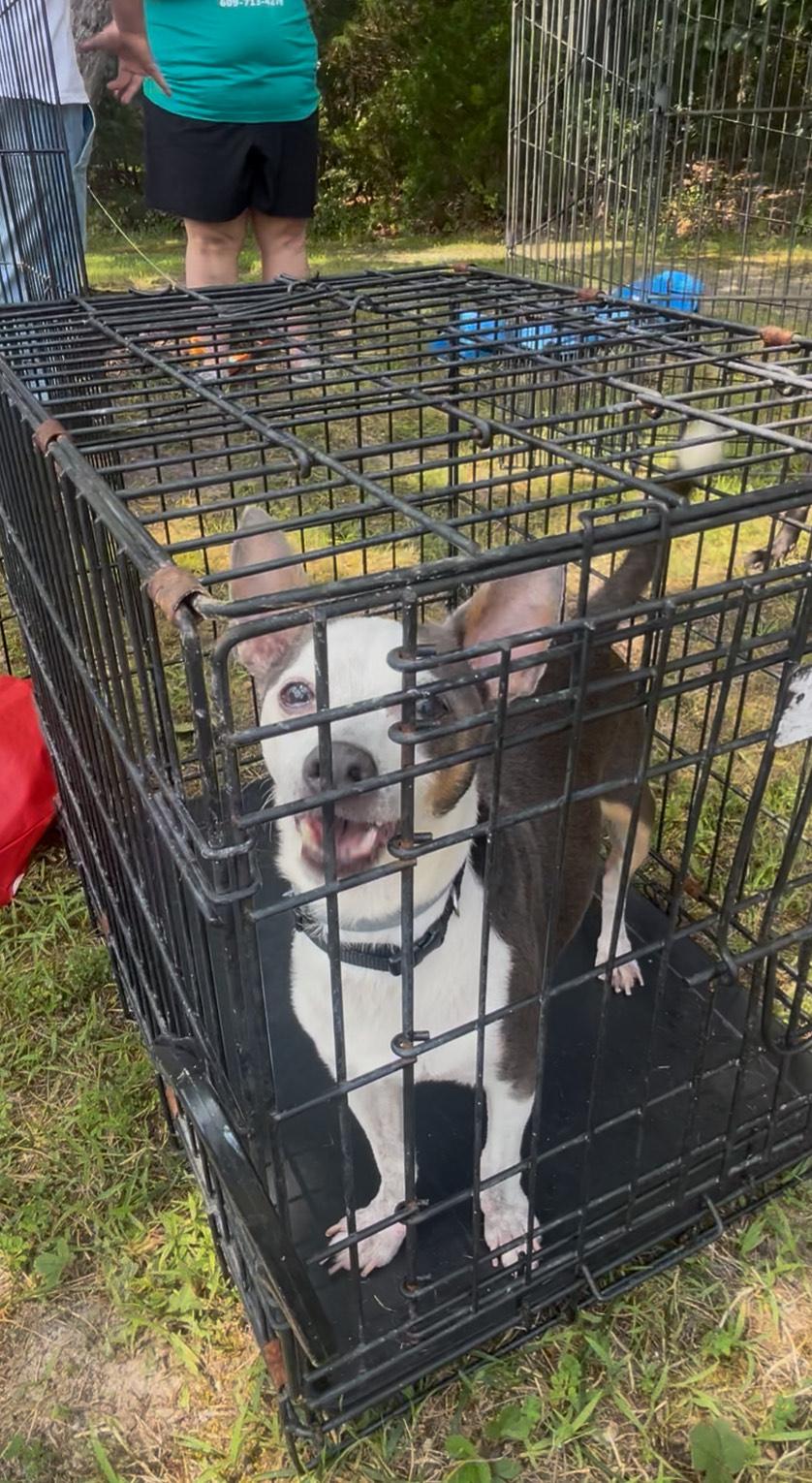 Benji, a Adoptable mixed breed in Egg Harbor City, NJ image 2/4