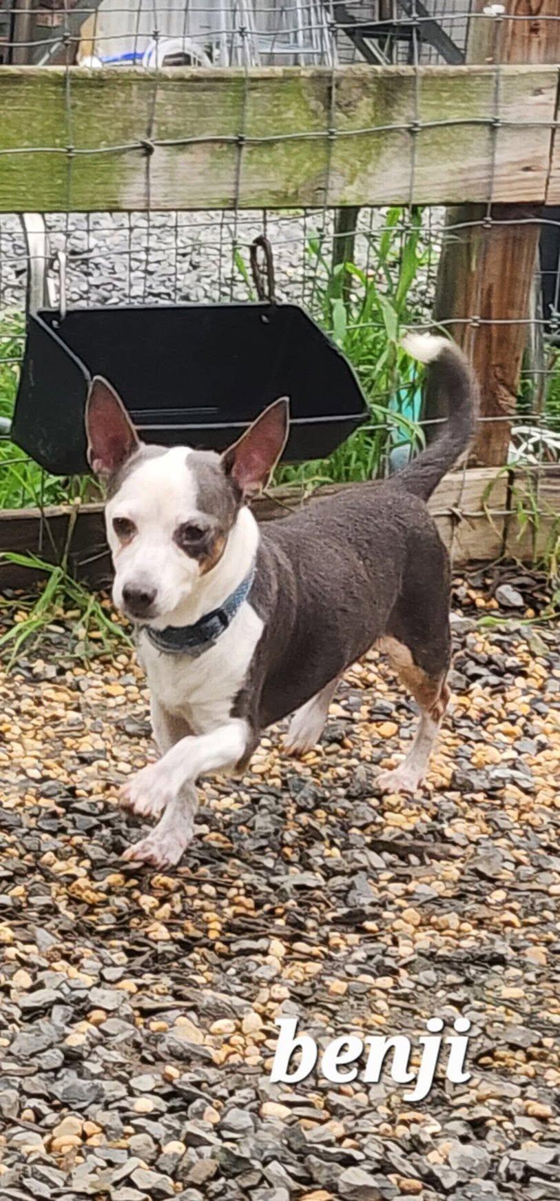 Benji, a Adoptable mixed breed in Egg Harbor City, NJ image 3/4
