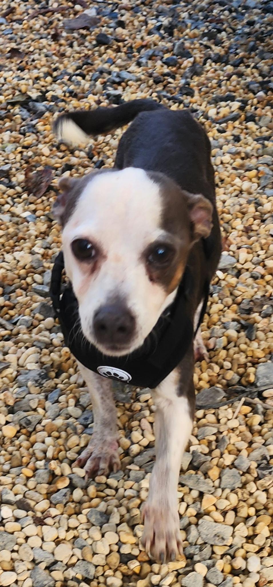 Benji, a Adoptable mixed breed in Egg Harbor City, NJ image 1/4