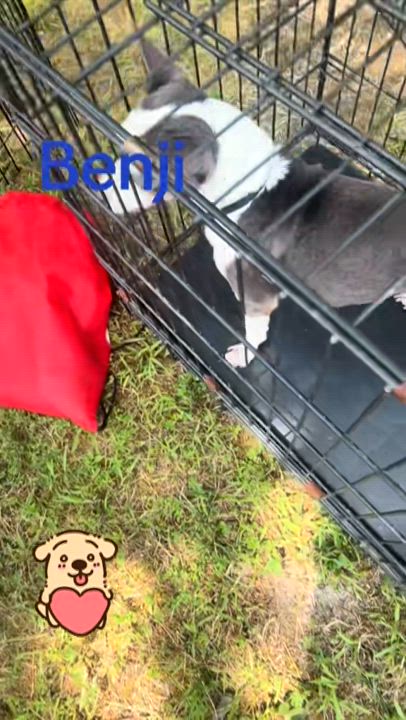 Enlarge Benji, a Adoptable mixed breed in Egg Harbor City, NJ video 4/4