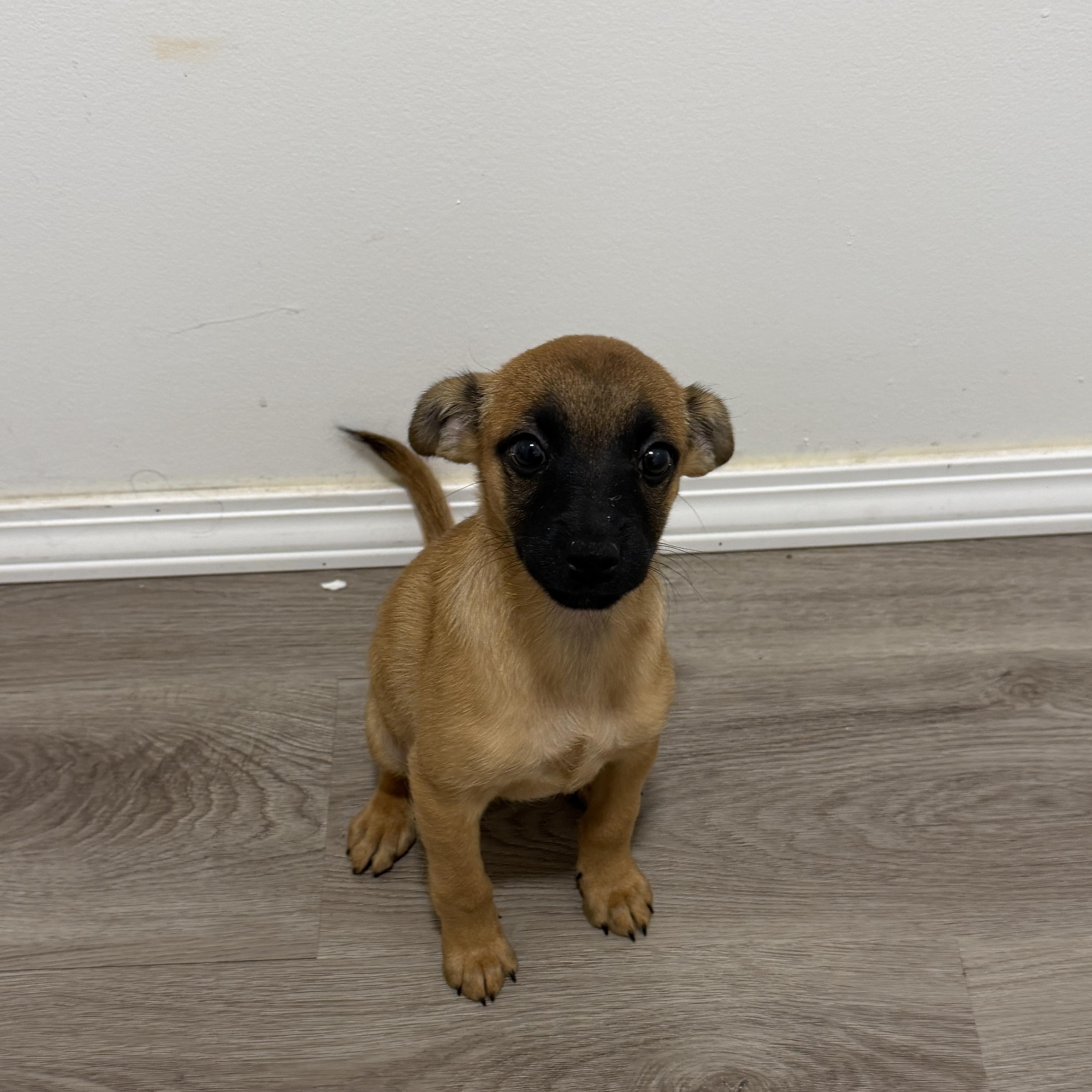 Geraldine, Adoptable, Puppy Female Shiba Inu & Chiweenie.