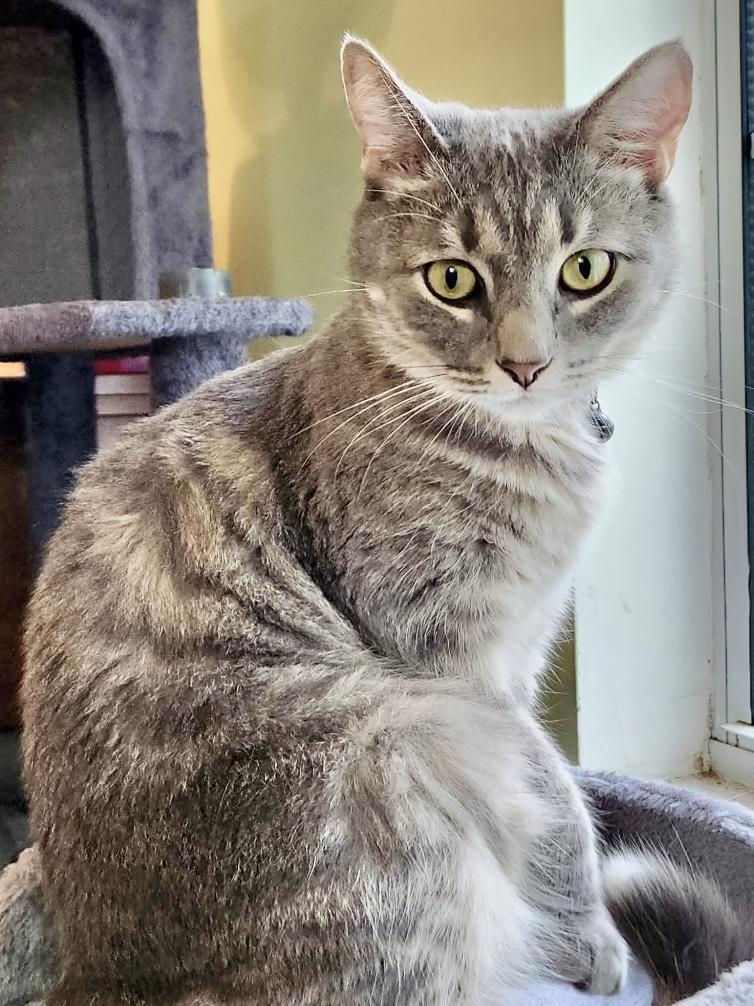 Waffles, Adopted, Adult Male Tabby.