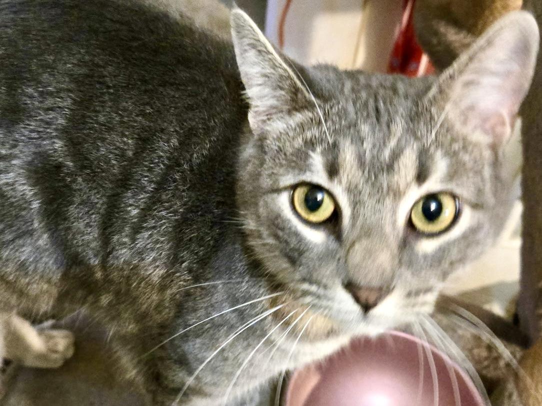 Enlarge Waffles, a Adopted Tabby in Ladson, SC image 3/3