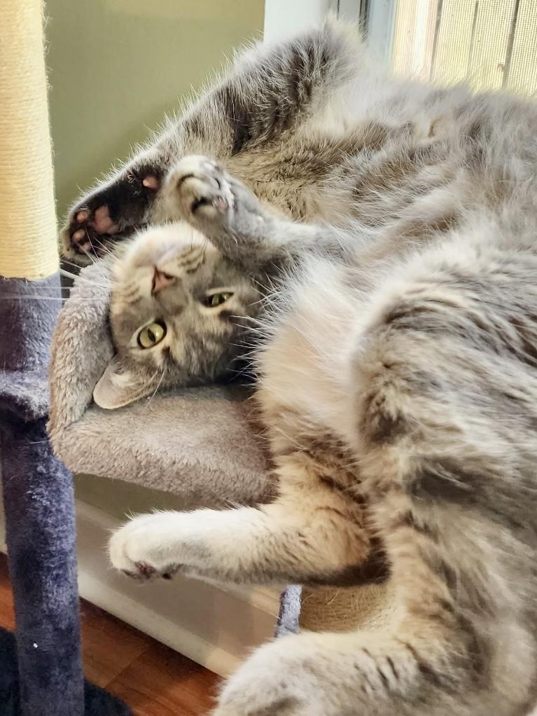 Enlarge Waffles, a Adopted Tabby in Ladson, SC image 2/3