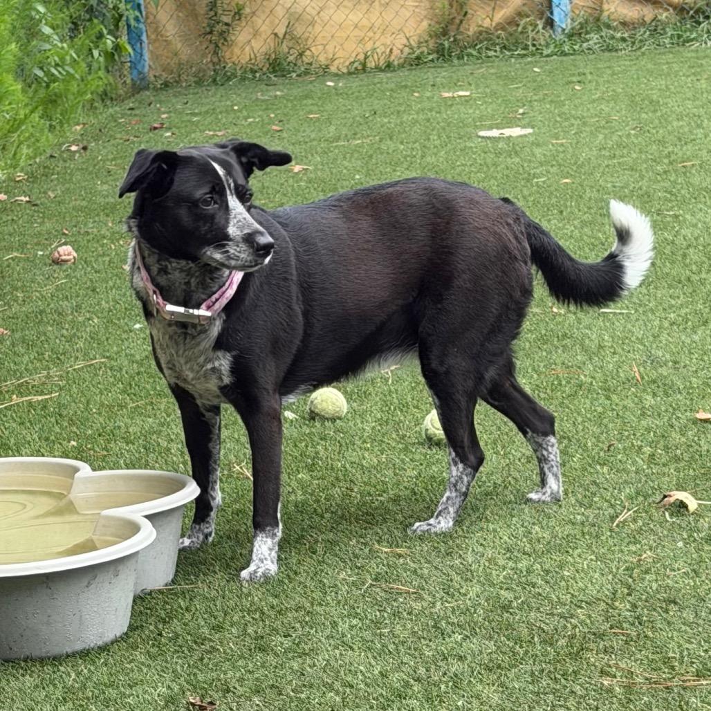 Enlarge Lucy, a Adoptable mixed breed in Newport, NC image 1/6