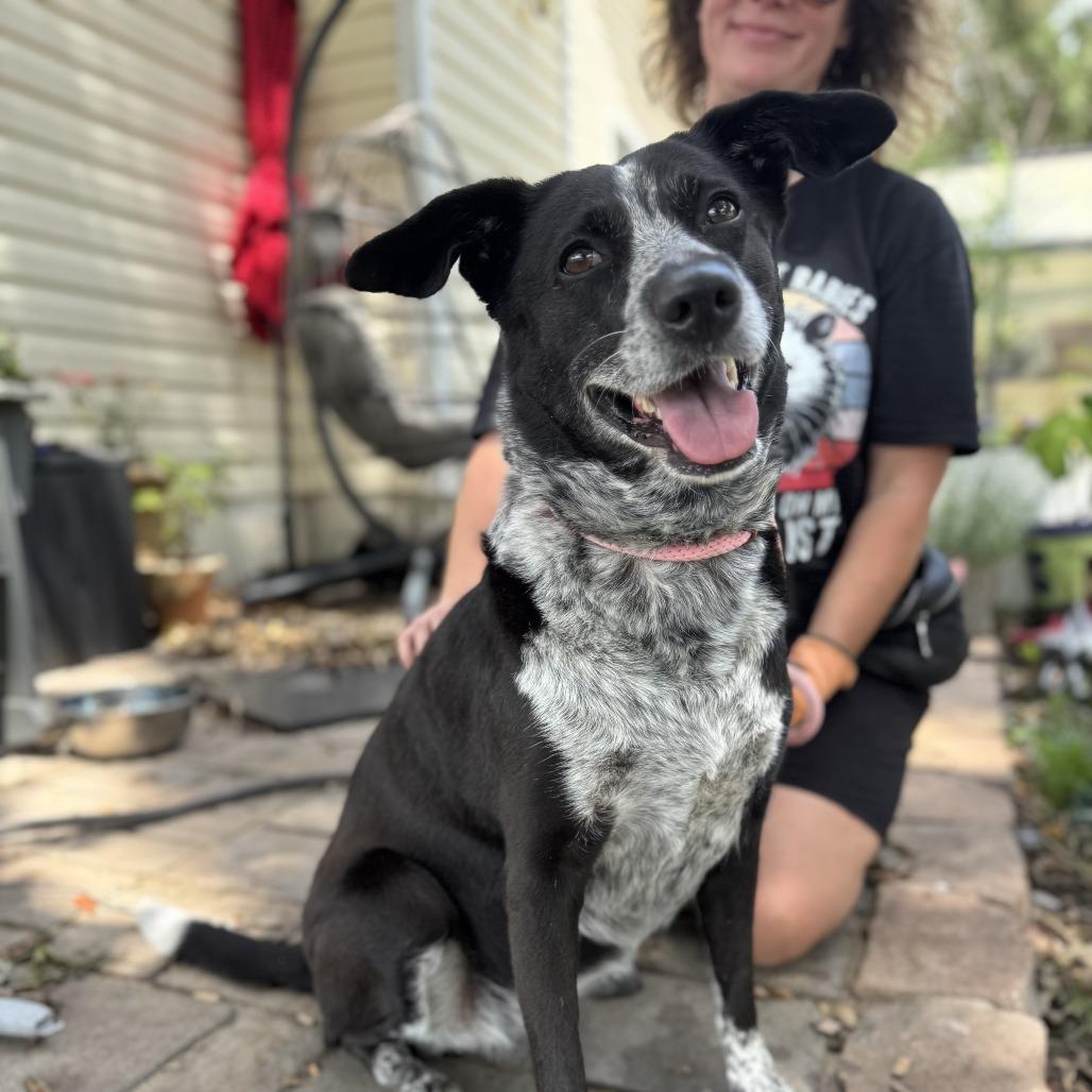 Enlarge Lucy, a Adoptable mixed breed in Newport, NC image 2/6