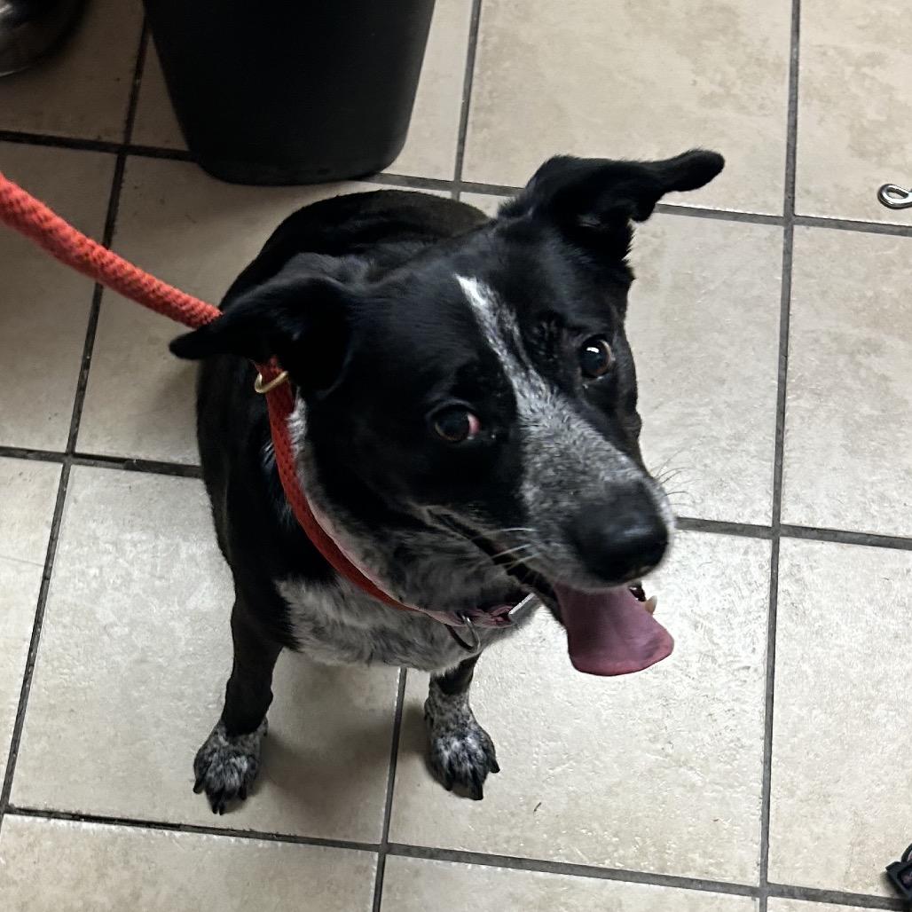 Enlarge Lucy, a Adoptable mixed breed in Newport, NC image 3/6