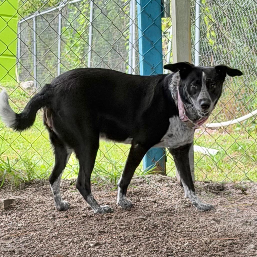 Enlarge Lucy, a Adoptable mixed breed in Newport, NC image 4/6