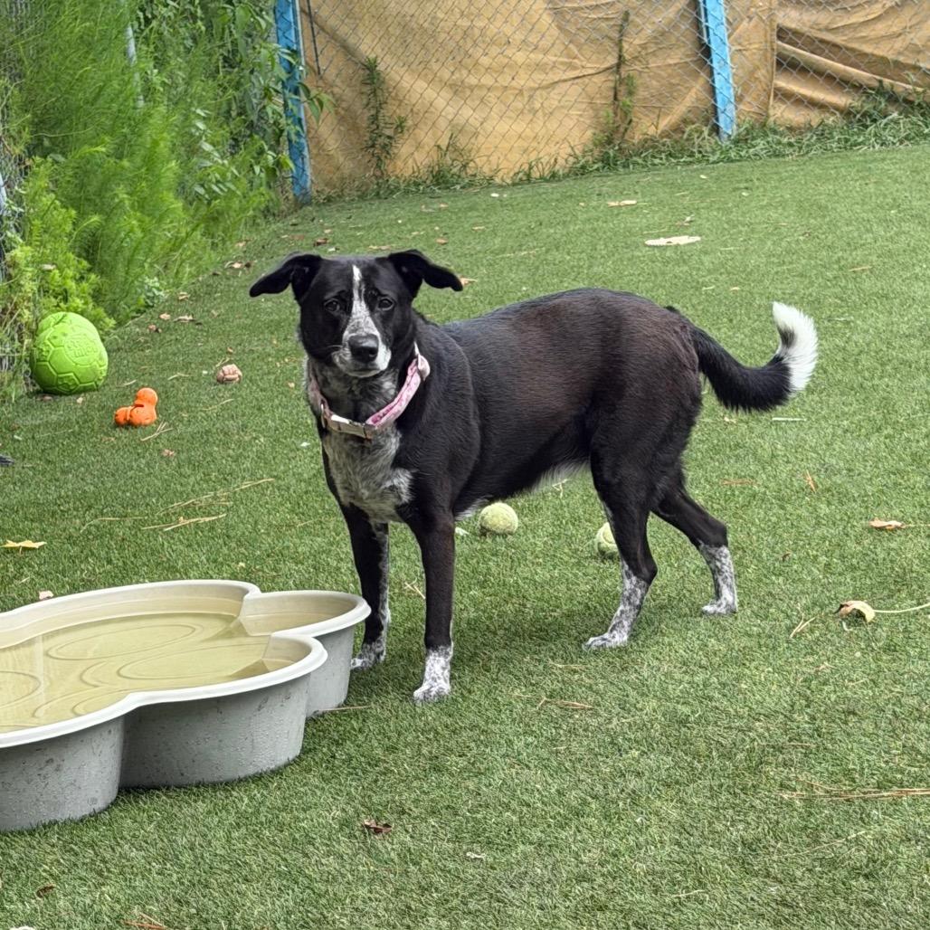 Enlarge Lucy, a Adoptable mixed breed in Newport, NC image 5/6