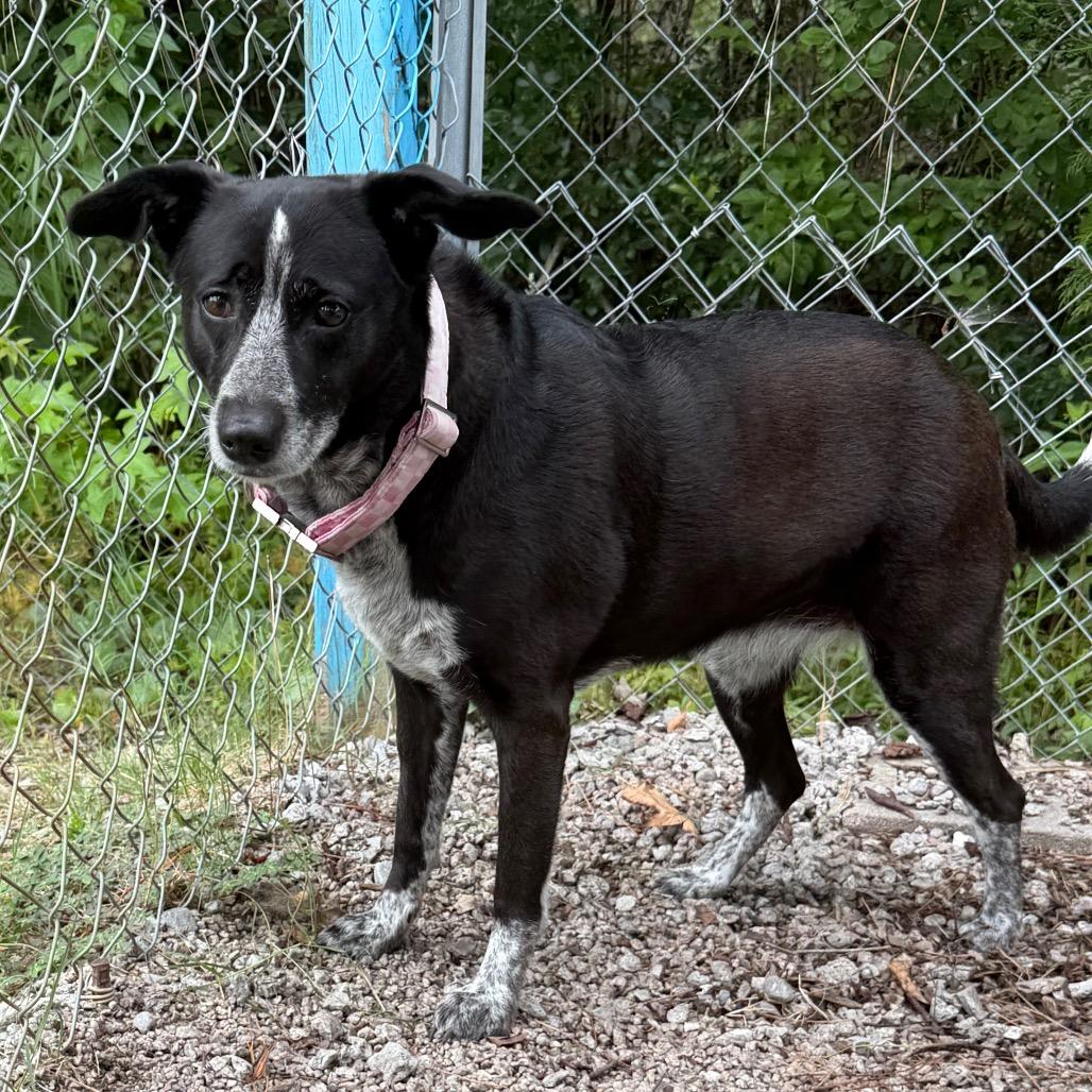 Enlarge Lucy, a Adoptable mixed breed in Newport, NC image 6/6