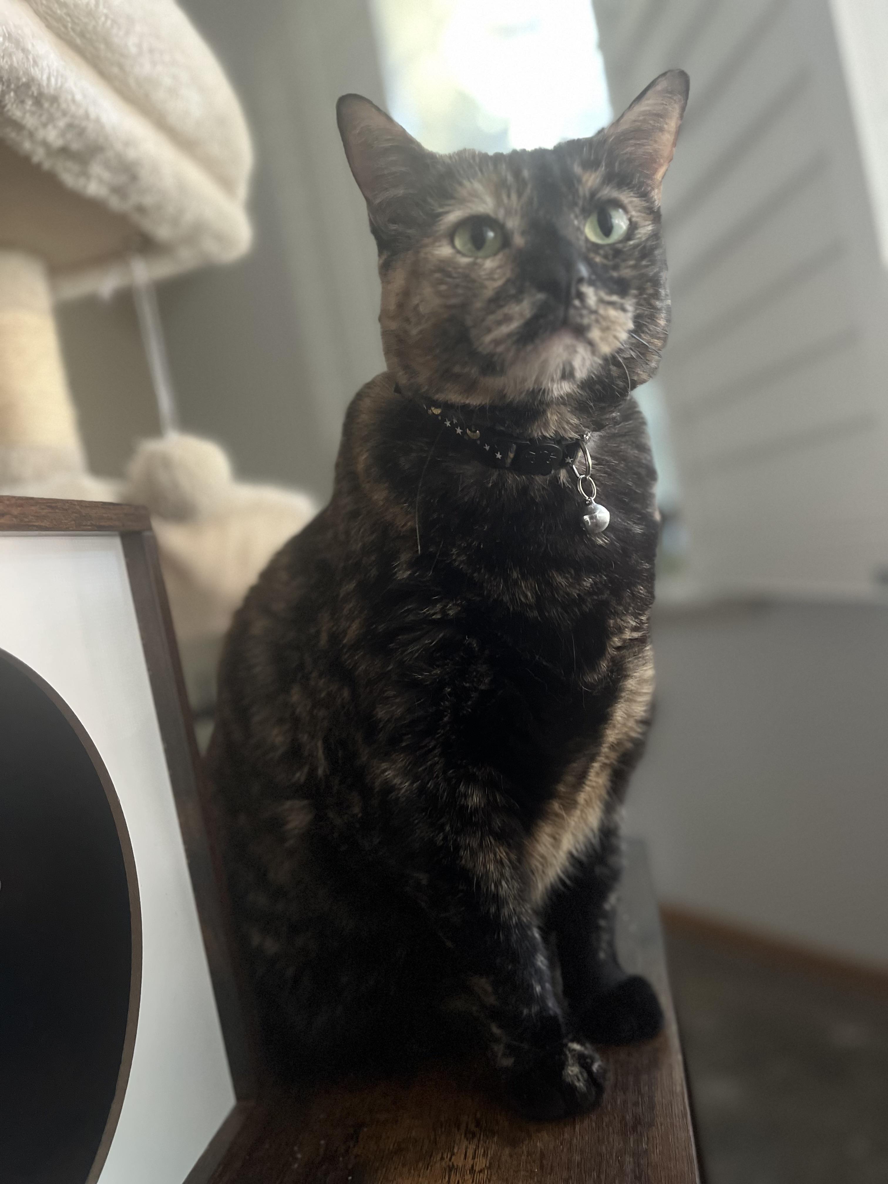 Ivy, a ADOPTABLE Tortoiseshell in Santa Clarita, CA image 2/5