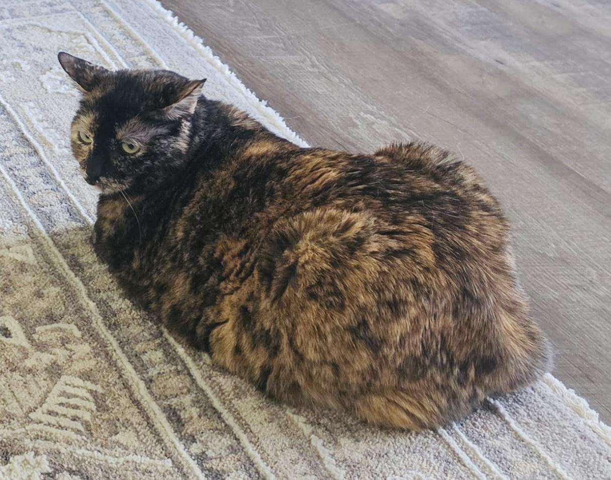 Ivy, a ADOPTABLE Tortoiseshell in Santa Clarita, CA image 4/5