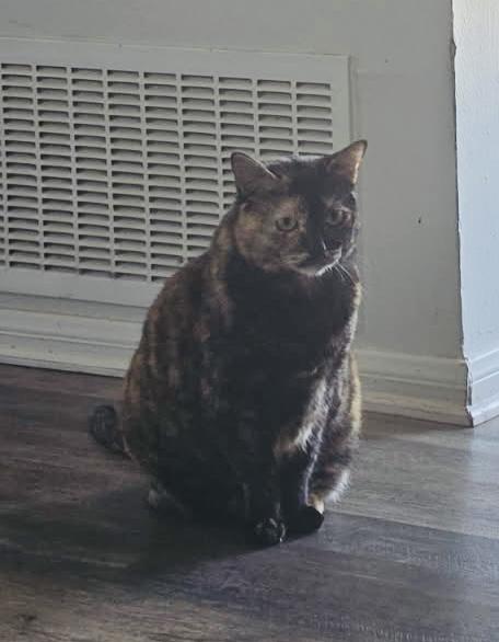 Ivy, a ADOPTABLE Tortoiseshell in Santa Clarita, CA image 5/5