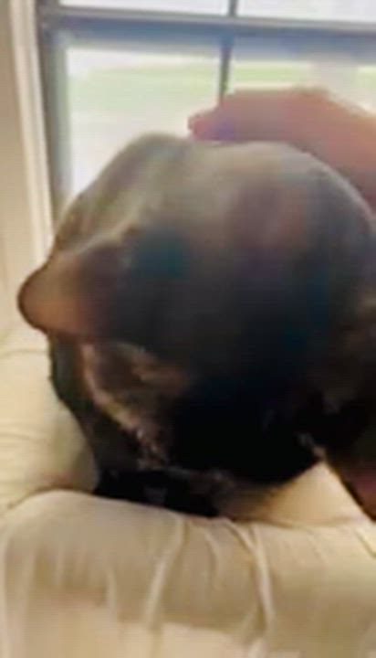 Enlarge Ivy, a ADOPTABLE Tortoiseshell in Santa Clarita, CA video 3/5