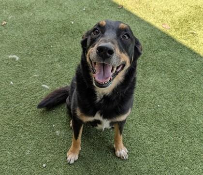 Enlarge Ash, a Adoptable mixed breed in Independence, MO image 1/2