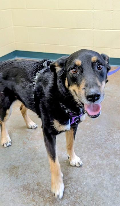 Enlarge Ash, a Adoptable mixed breed in Independence, MO image 2/2