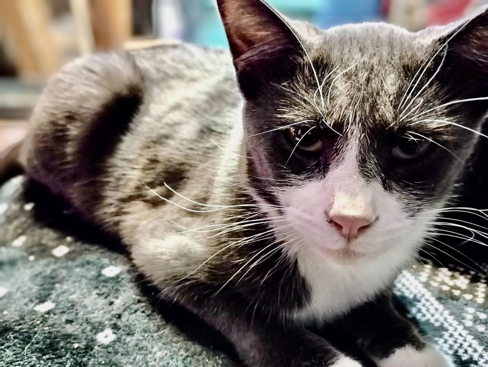 Mateo, a Adoptable Tuxedo in Piedmont, MO image 1/3