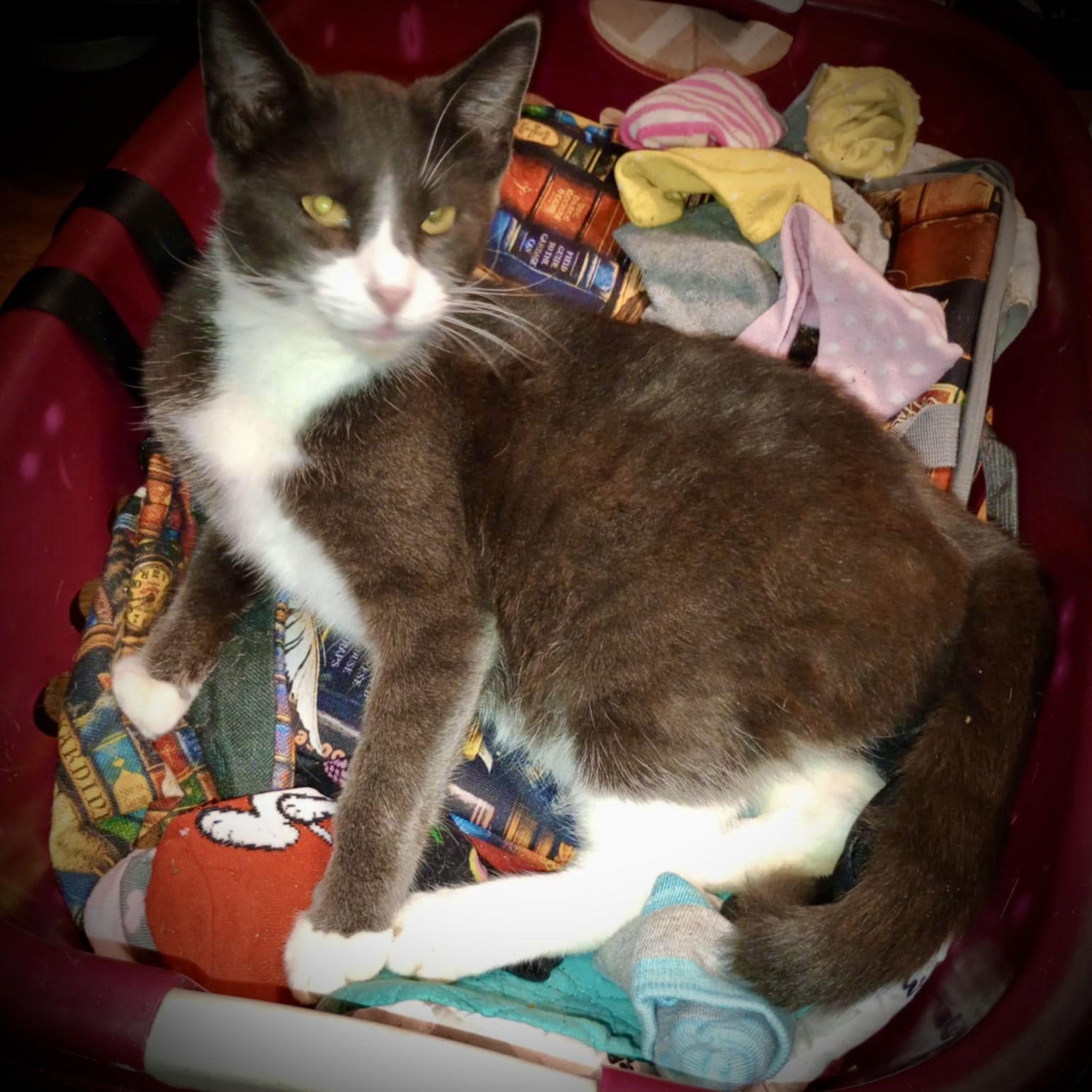 Mateo, a Adoptable Tuxedo in Piedmont, MO image 2/3