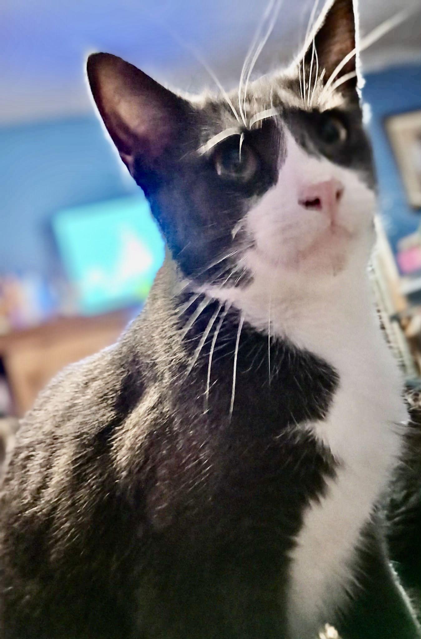 Mateo, a Adoptable Tuxedo in Piedmont, MO image 3/3