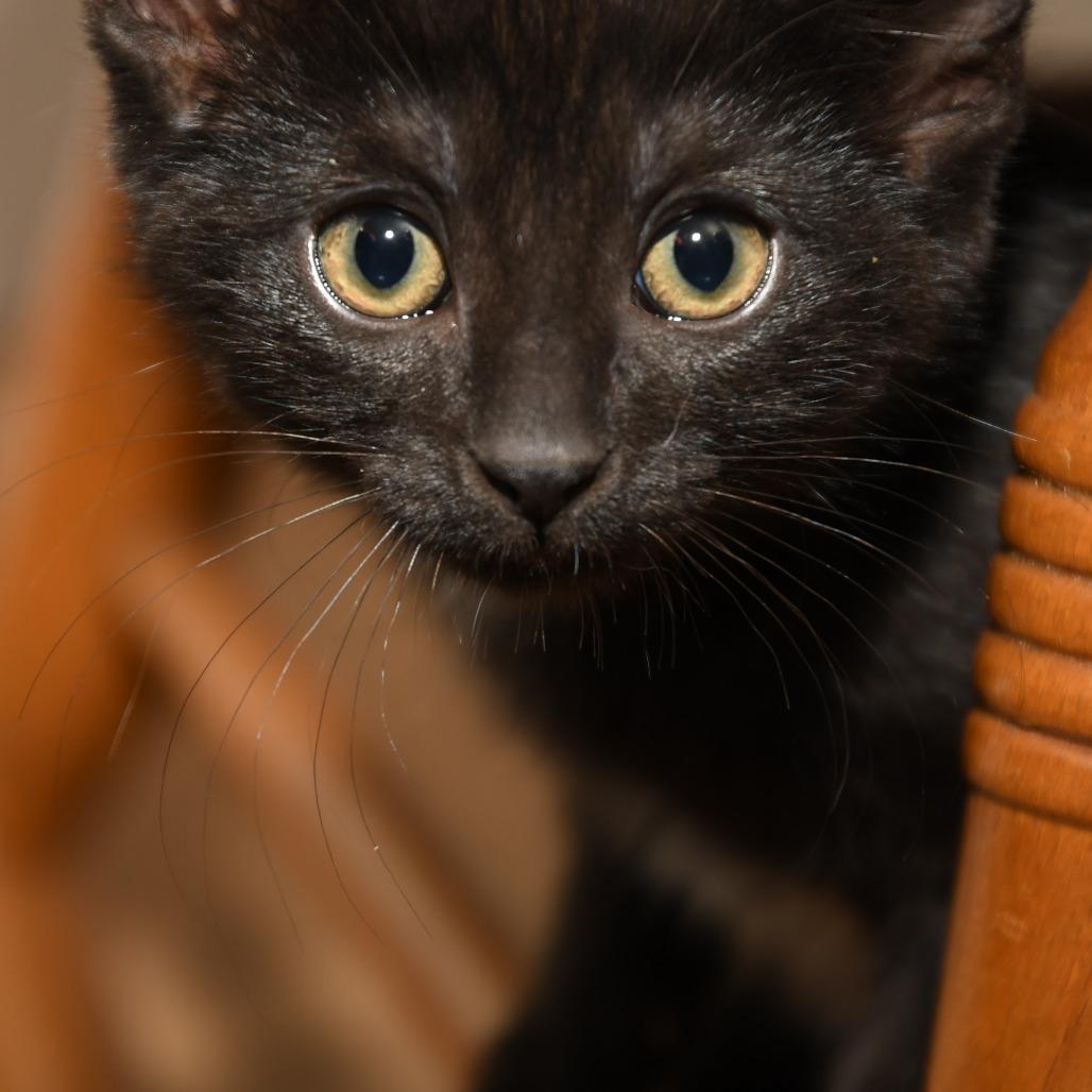 Petunia Missy, Adoptable, Kitten Female American Shorthair.