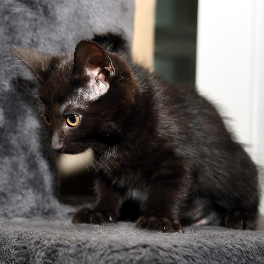Petunia Missy, a Adoptable American Shorthair in Natick, MA image 2/5