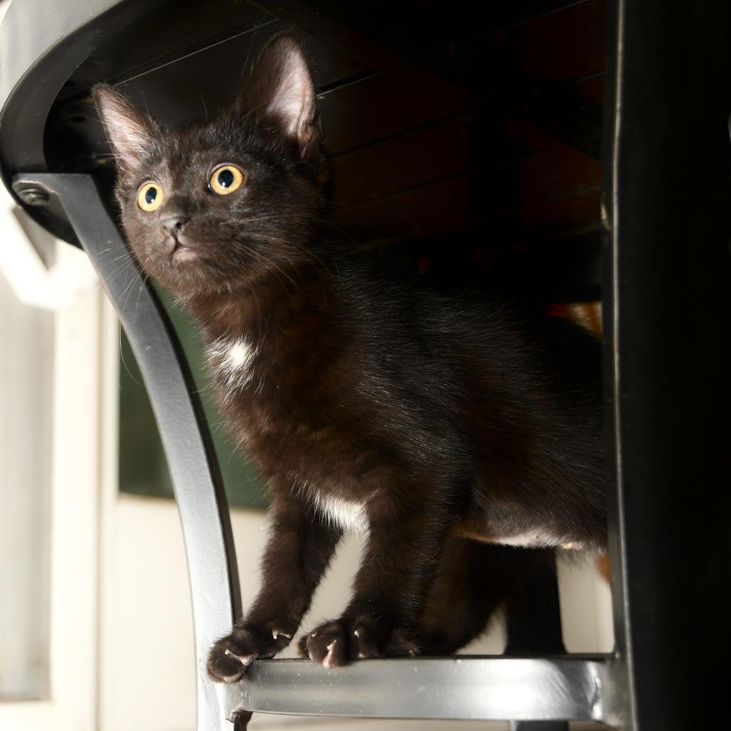 Petunia Missy, a Adoptable American Shorthair in Natick, MA image 3/5