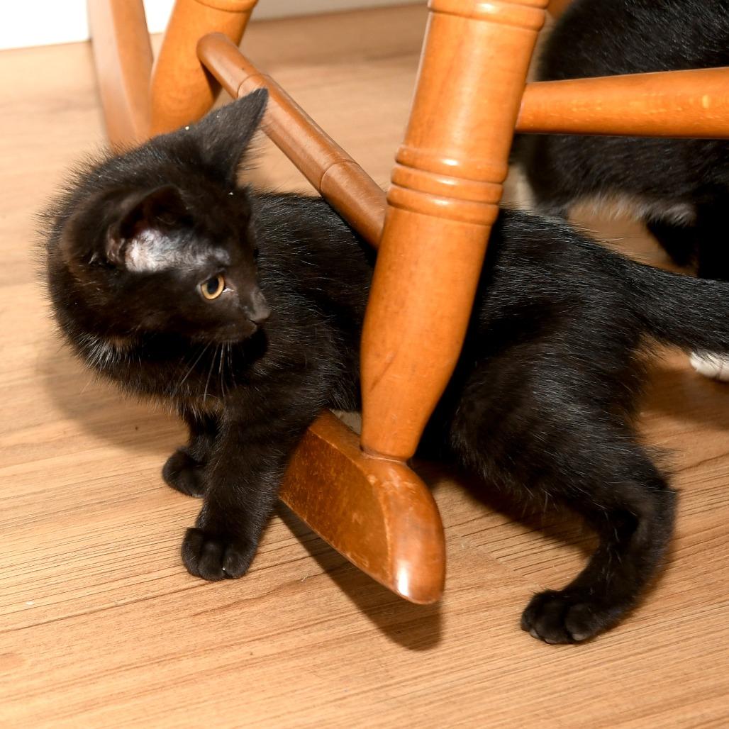 Petunia Missy, a Adoptable American Shorthair in Natick, MA image 4/5