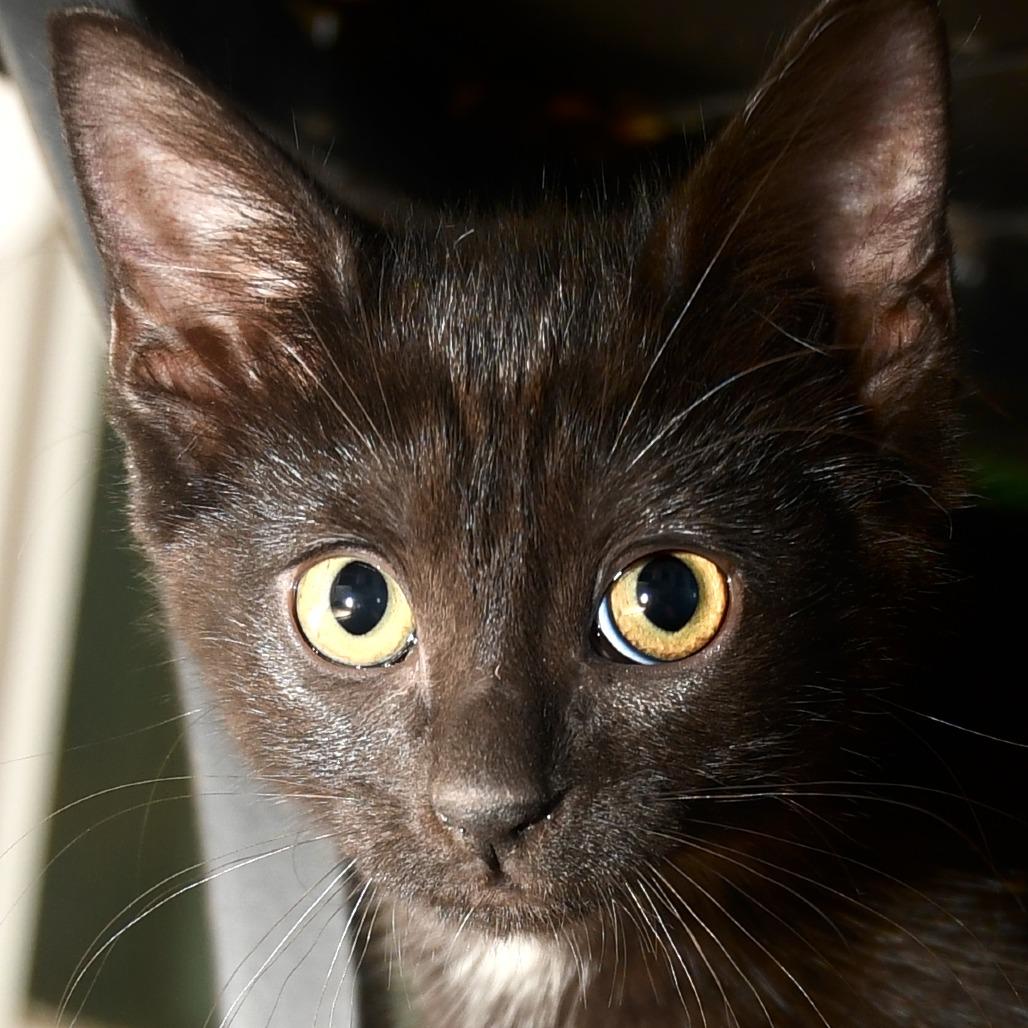 Petunia Missy, a Adoptable American Shorthair in Natick, MA image 5/5