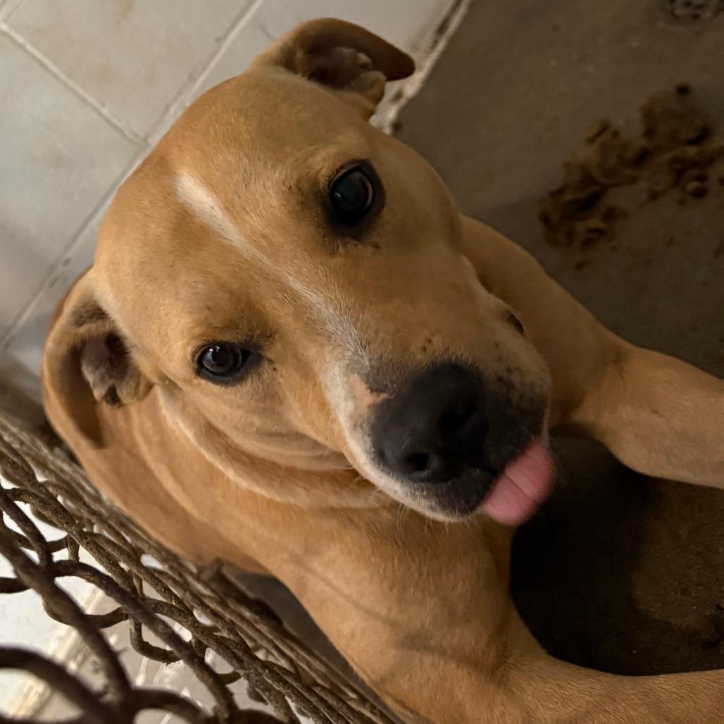 Wanda, Adoptable, Adult Female Pit Bull Terrier.