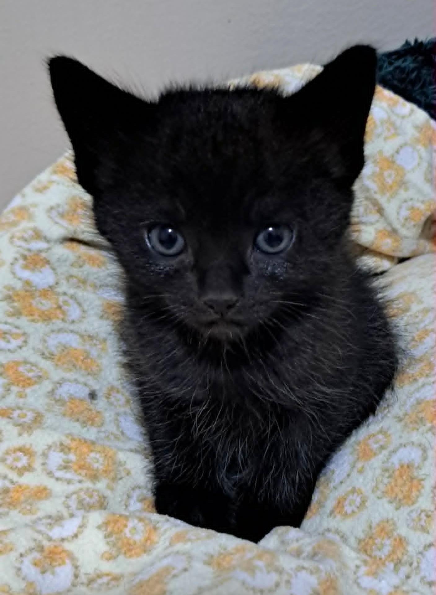Filo, a ADOPTABLE Domestic Short Hair in Saanichton, BC image 4/4