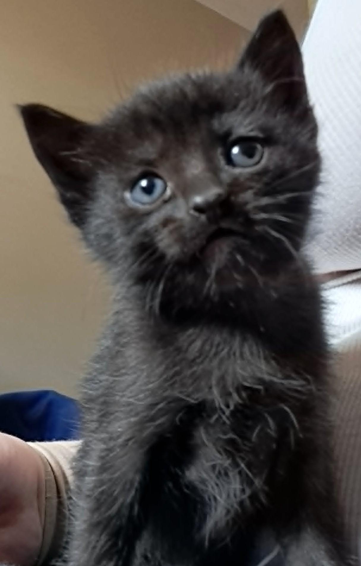 Filo, a ADOPTABLE Domestic Short Hair in Saanichton, BC image 1/4