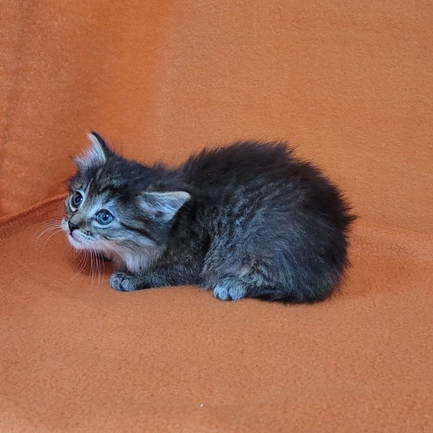 Enlarge Sparky, a Adoptable Domestic Long Hair in Chattanooga, TN image 1/1