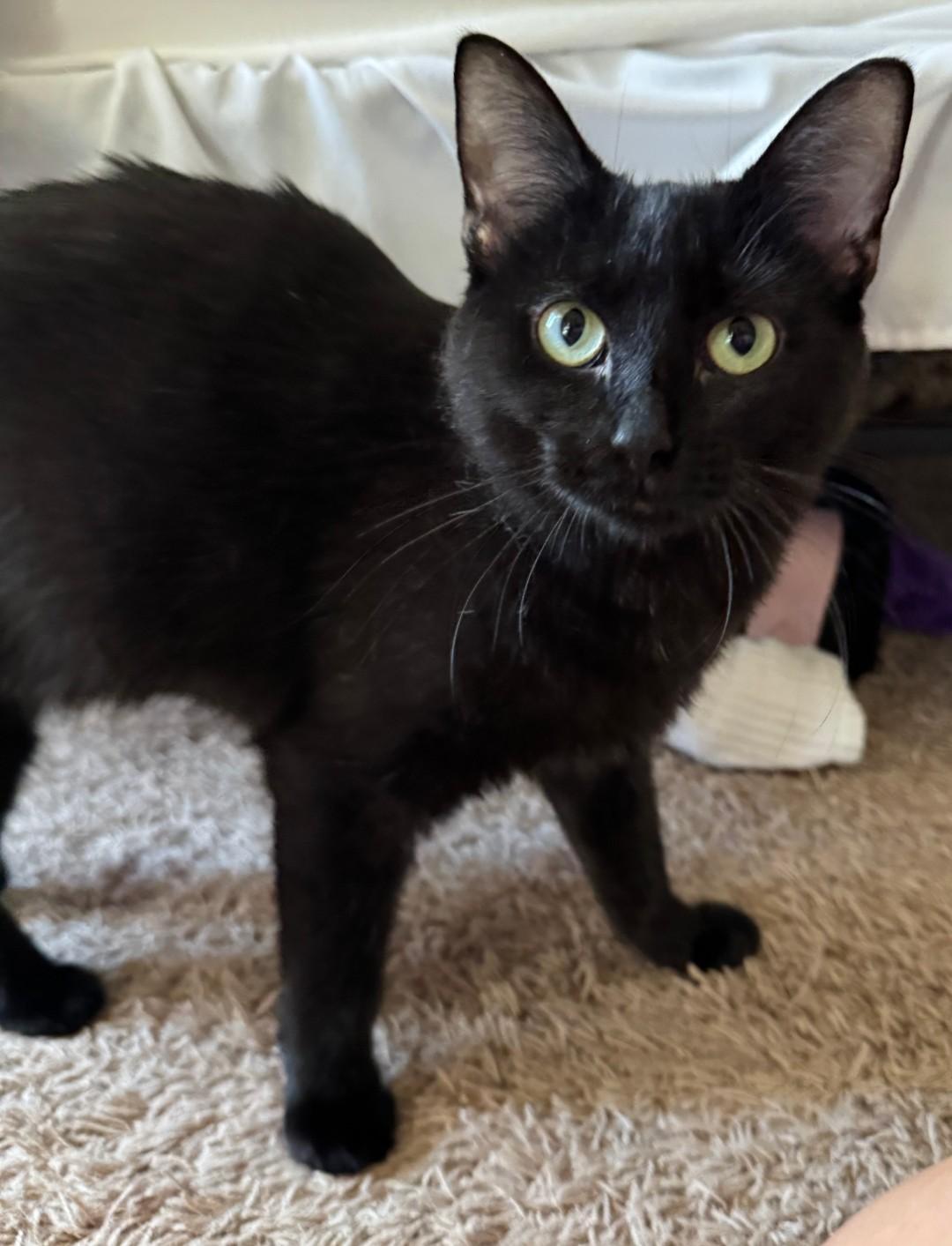 Betty - In Foster, Adoptable, Adult Female Domestic Short Hair.