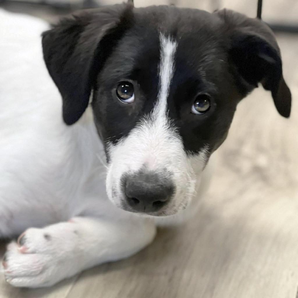 Waffle Fry, Adoptable, Puppy Female Mixed Breed.