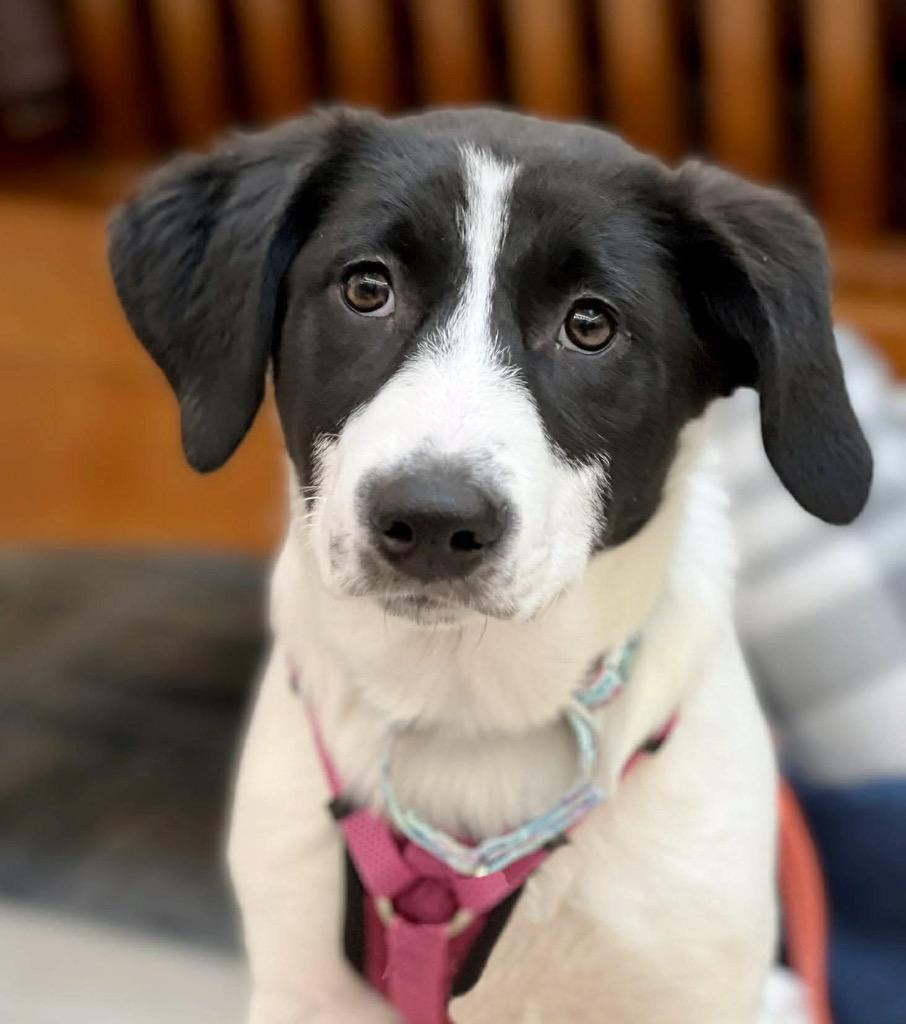 Waffle Fry, a Adoptable mixed breed in Savage, MN image 2/4