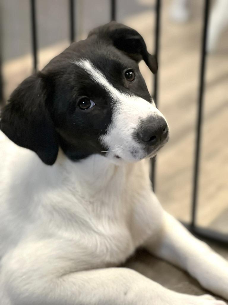 Waffle Fry, a Adoptable mixed breed in Savage, MN image 3/4