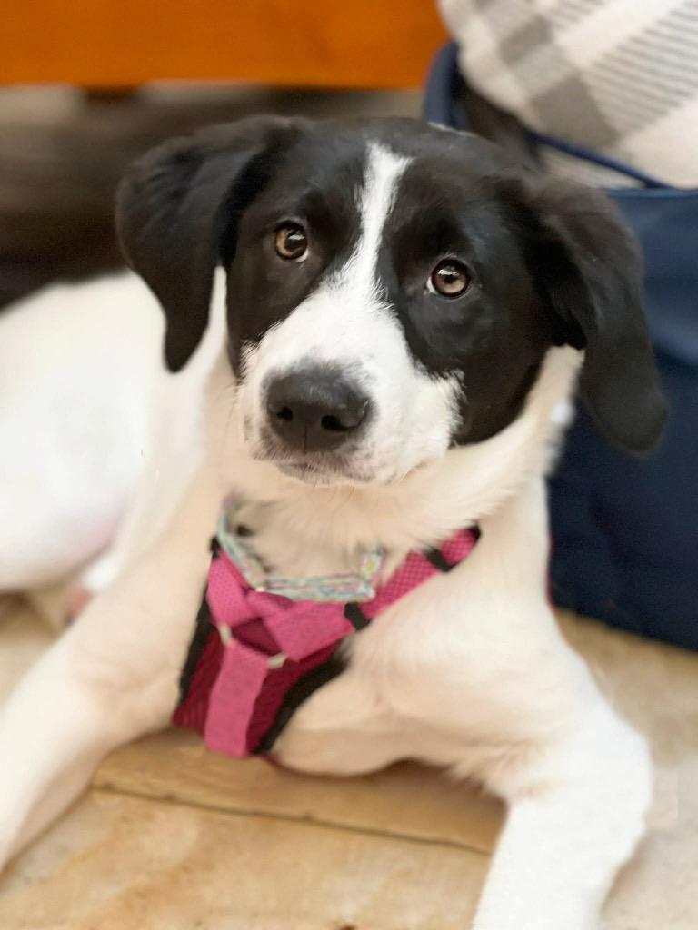 Waffle Fry, a Adoptable mixed breed in Savage, MN image 4/4
