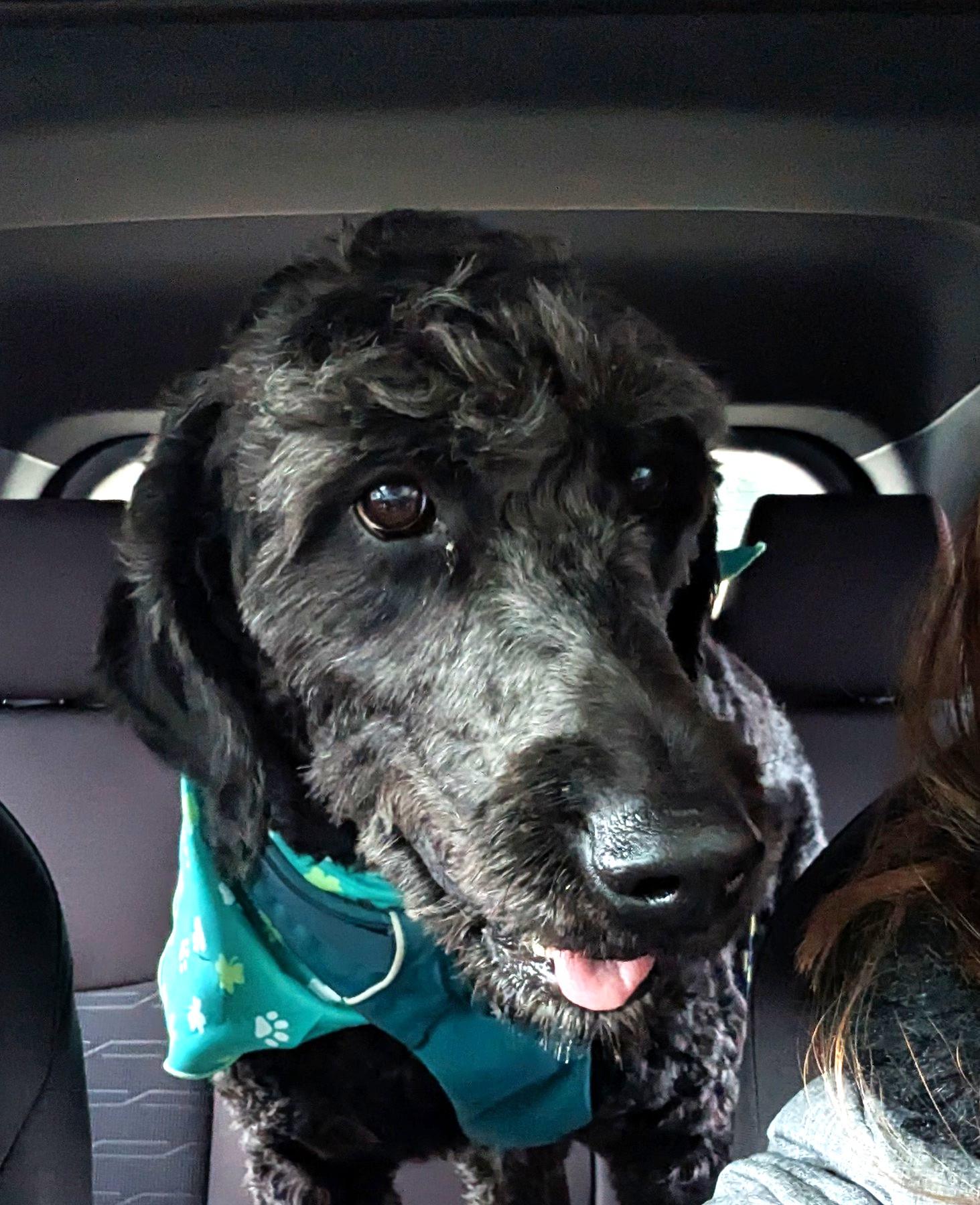 Enlarge Jackson, an adoptable mixed breed in Palatine, IL image 2/5