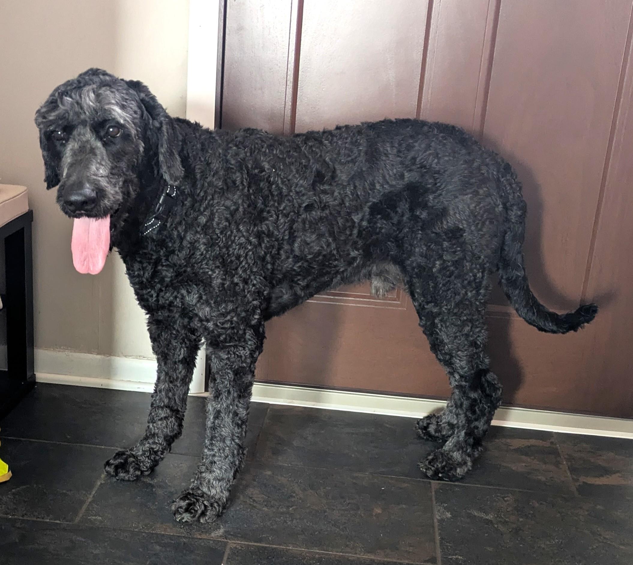 Enlarge Jackson, an adoptable mixed breed in Palatine, IL image 3/5