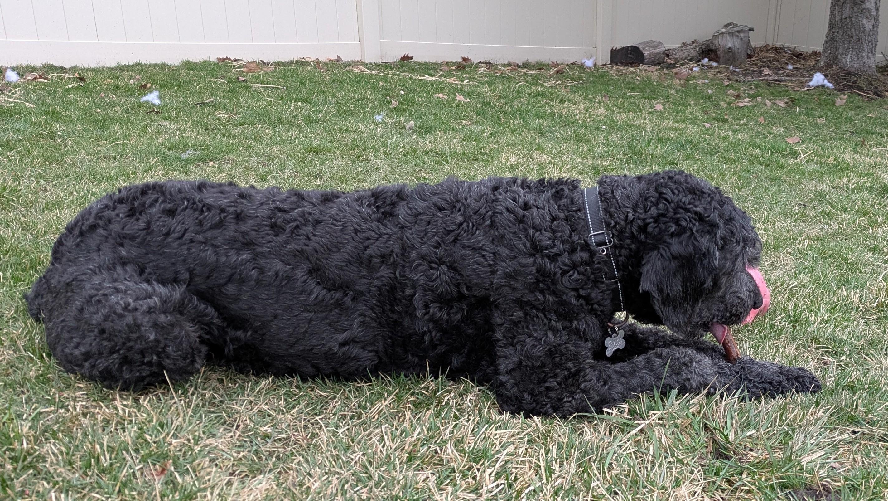 Enlarge Jackson, an adoptable mixed breed in Palatine, IL image 5/5